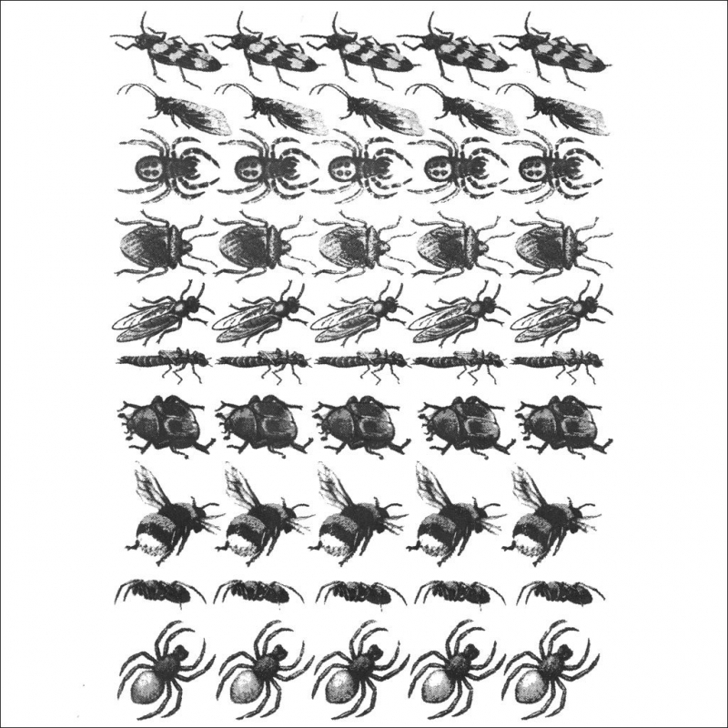 Insekten 2 schwarz